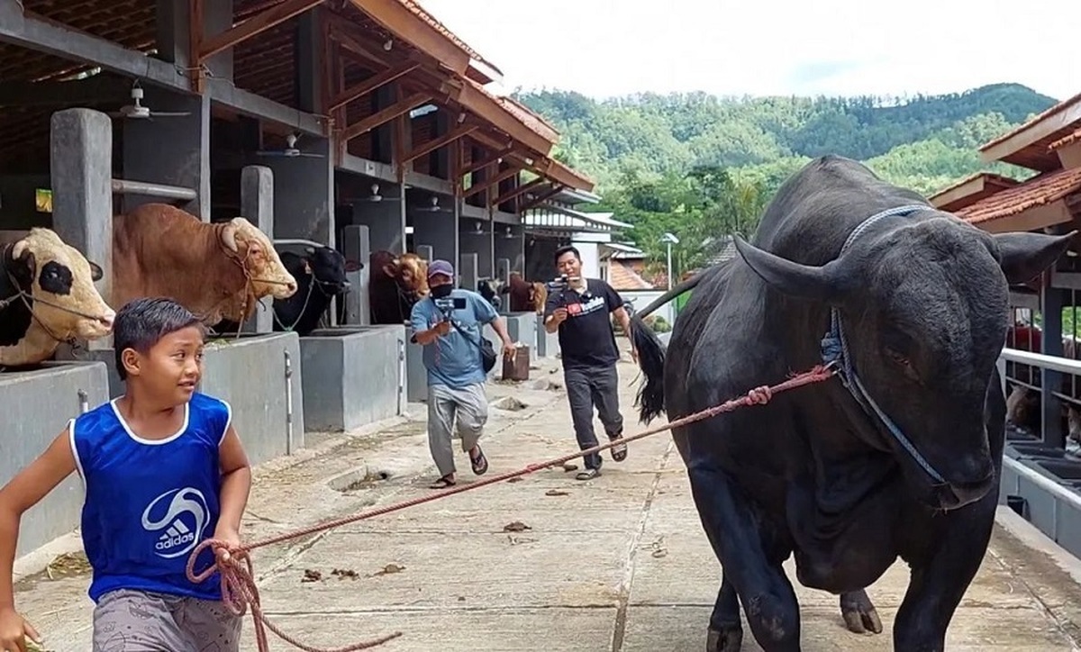 این گاوداری در اندونزی بزرگترین گاوهای جهان را پرورش می دهد (فیلم)