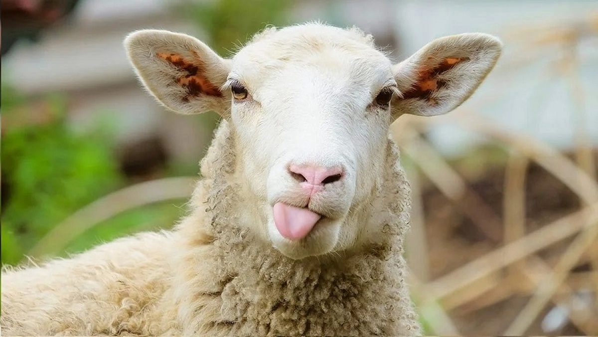 وقتی چوپان بیدار شد، دید که به خاطر گوسفندش ۳۰ هزار نفر او را فالو کردند (فیلم)