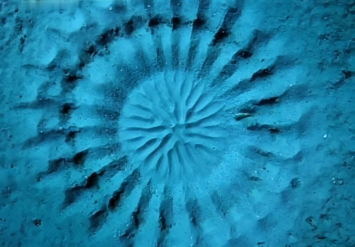اثر هنری شگفت انگیز ماهی نقاش روی ماسه های کف دریا (فیلم)