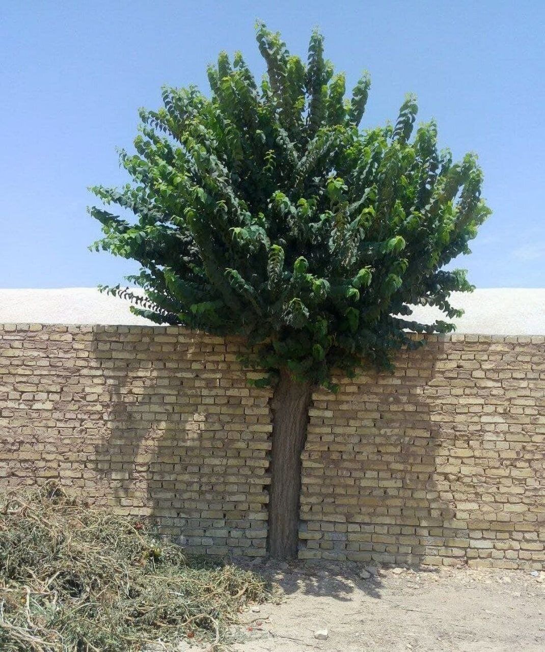 عکس | تلاش تحسین‌برانگیز در یزد برای زنده نگه داشتن یک درخت در حین دیوارکشی!