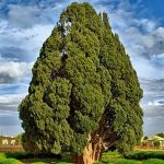 ببینید | کهنسال‌ترین موجود زندهٔ ایران در قلب کویر
