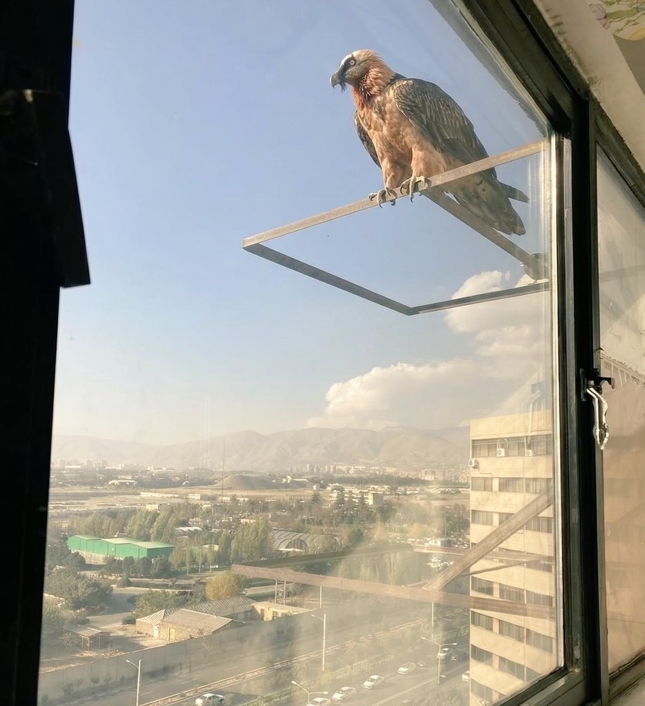 عکس | تصویری جالب از حضور همای سعادت در تهران! عکس | تصویری جالب از حضور همای سعادت در تهران!