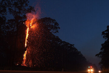 ببینید | تصاویر اختصاصی خبرآنلاین از آتشسوزی یک درخت در اتوبان نیایش ببینید | تصاویر اختصاصی خبرآنلاین از آتشسوزی یک درخت در اتوبان نیایش