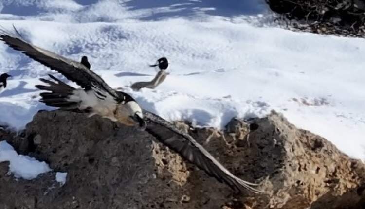 عکس | تصاویر تازه از همای سعادت در قیصری چهارمحال‌وبختیاری