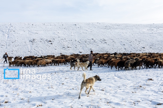 تصاویر | سهند سپیدپوش شد