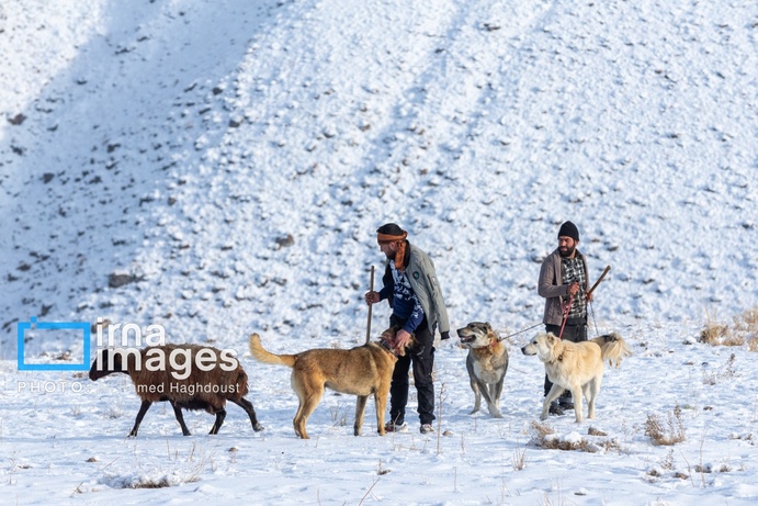 تصاویر | سهند سپیدپوش شد