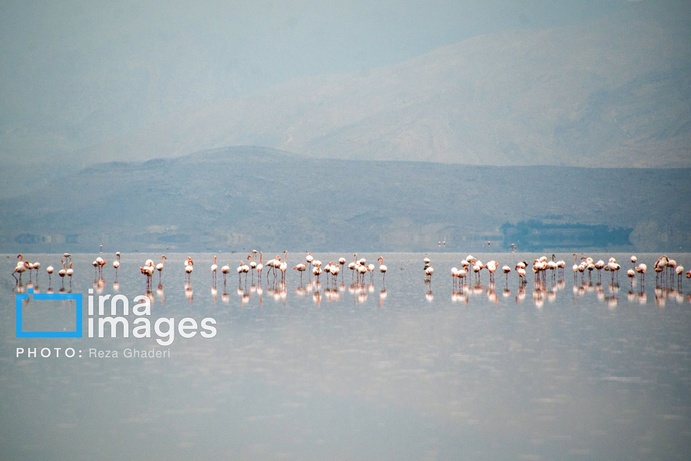 تصاویر | دریاچه مهارلو زنده شد؛ بازگشت فلامینگوها