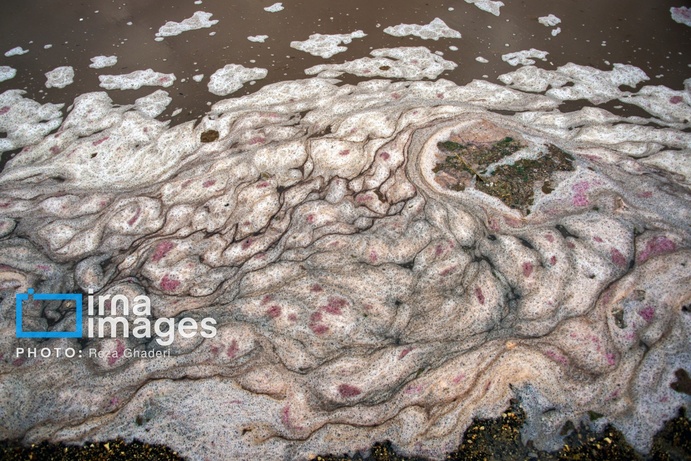 تصاویر | دریاچه مهارلو زنده شد؛ بازگشت فلامینگوها