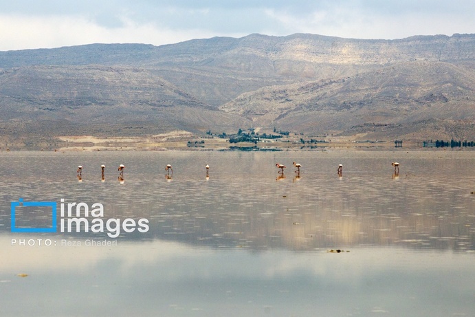 تصاویر | دریاچه مهارلو زنده شد؛ بازگشت فلامینگوها