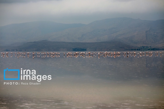 تصاویر | دریاچه مهارلو زنده شد؛ بازگشت فلامینگوها