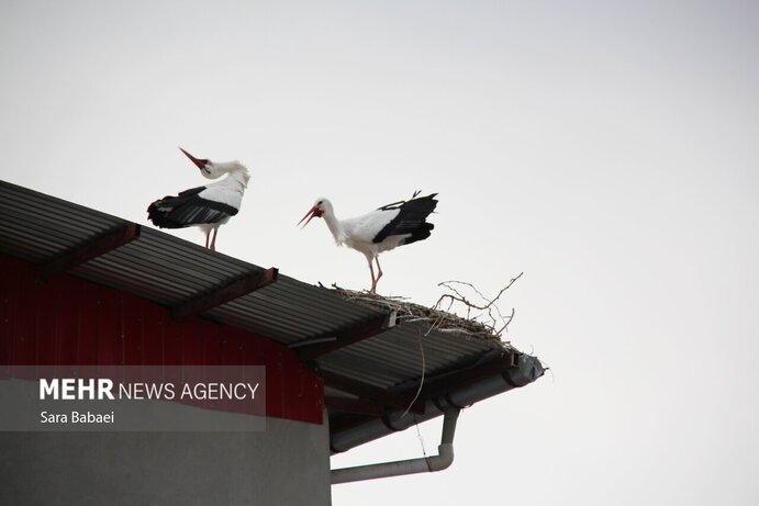 تصاویر | هم زیستی با لک‌لک‌ها در خوشینان علیا