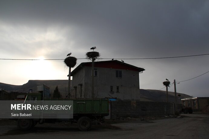 تصاویر | هم زیستی با لک‌لک‌ها در خوشینان علیا