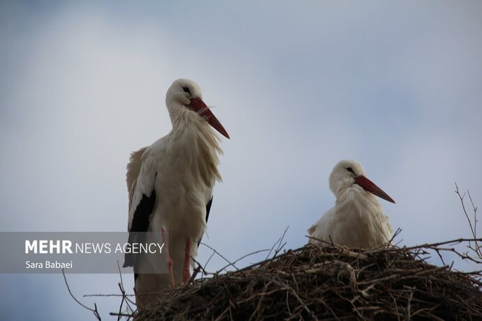 تصاویر | هم زیستی با لک‌لک‌ها در خوشینان علیا