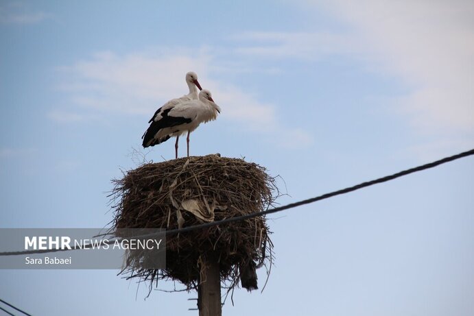 تصاویر | هم زیستی با لک‌لک‌ها در خوشینان علیا