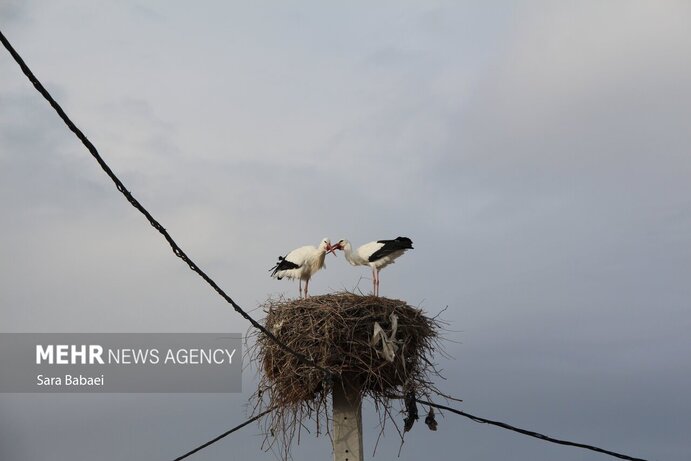 تصاویر | هم زیستی با لک‌لک‌ها در خوشینان علیا