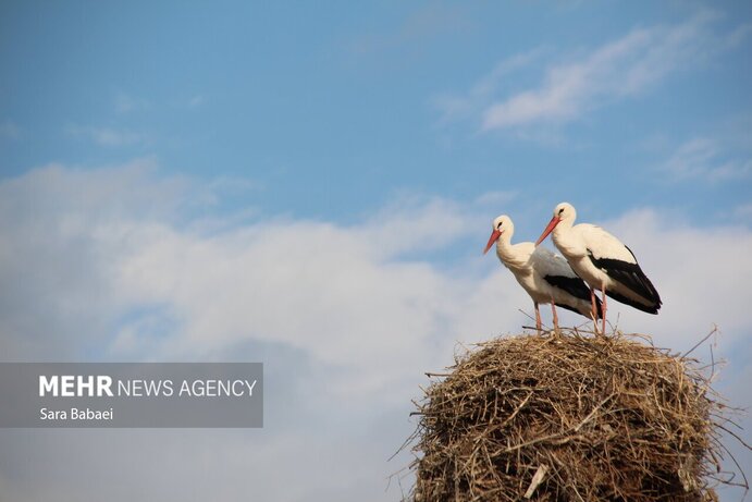 تصاویر | هم زیستی با لک‌لک‌ها در خوشینان علیا