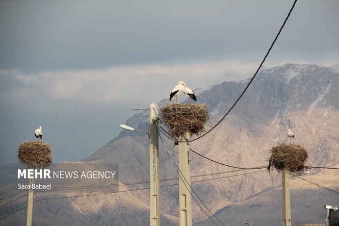 تصاویر | هم زیستی با لک‌لک‌ها در خوشینان علیا