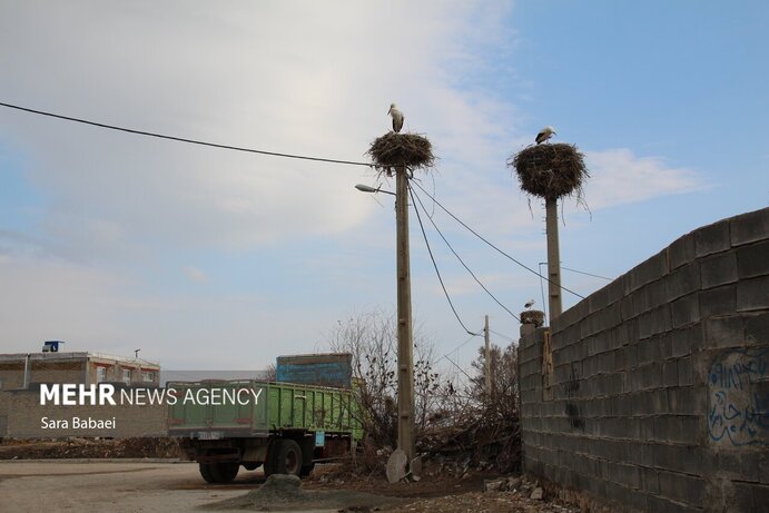 تصاویر | هم زیستی با لک‌لک‌ها در خوشینان علیا