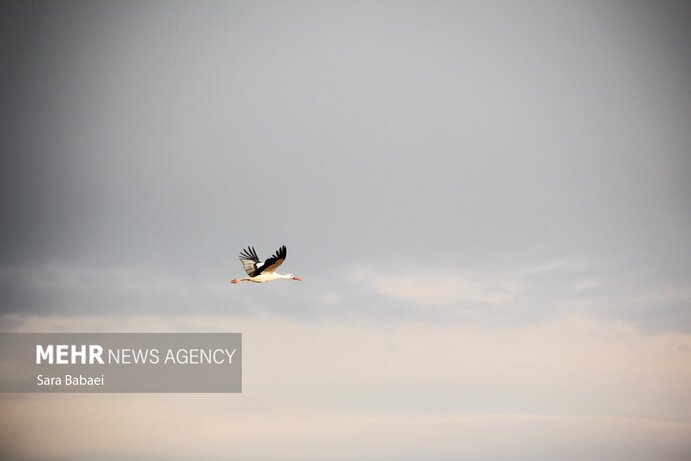 تصاویر | هم زیستی با لک‌لک‌ها در خوشینان علیا