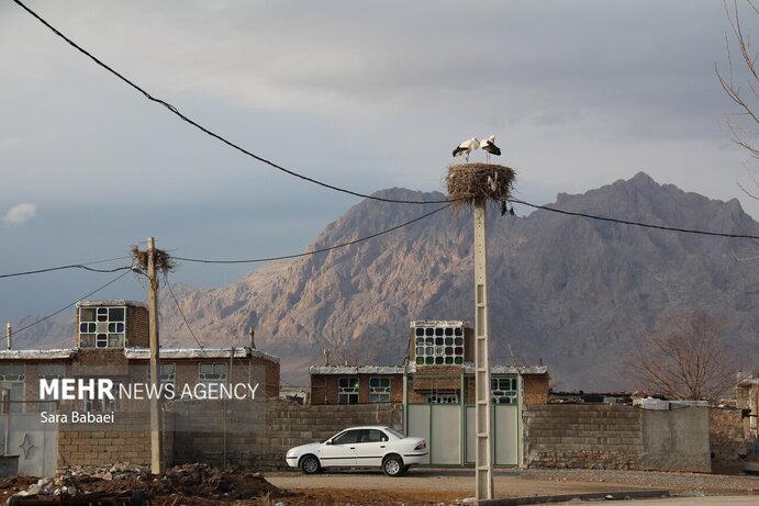 تصاویر | هم زیستی با لک‌لک‌ها در خوشینان علیا