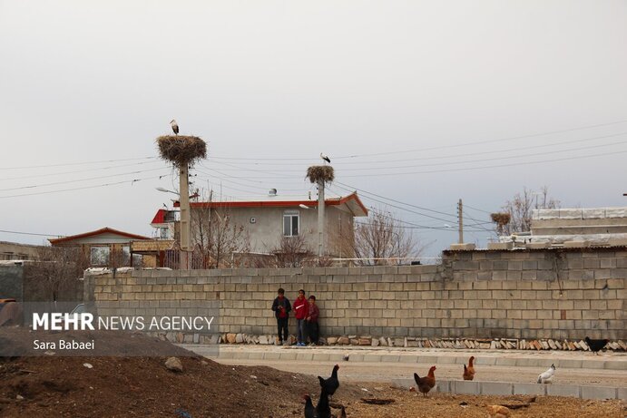 تصاویر | هم زیستی با لک‌لک‌ها در خوشینان علیا
