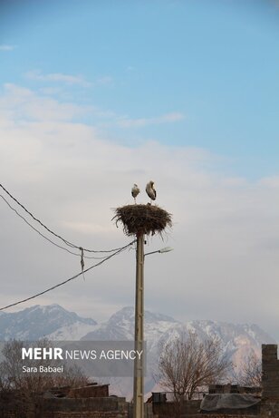 تصاویر | هم زیستی با لک‌لک‌ها در خوشینان علیا