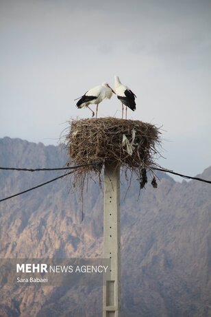 تصاویر | هم زیستی با لک‌لک‌ها در خوشینان علیا