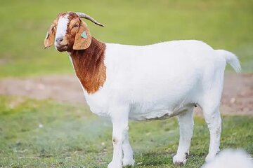 ببینید | ابتکار عجیب یک چوپان برای مراقبت از بز و گوسفندها در برابر حملات گرگها ببینید | ابتکار عجیب یک چوپان برای مراقبت از بز و گوسفندها در برابر حملات گرگها