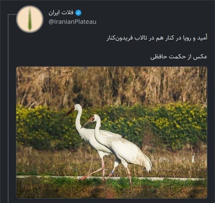 عکس |  پایان «رویا» در تالاب؛ درنای بلژیکی تلف شد