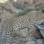 ببینید / ثبت حضور پلنگ ماده در منطقه شکار ممنوع کوه سفید؛ «پریزاد» نام پلنگ جدید شناسایی شده