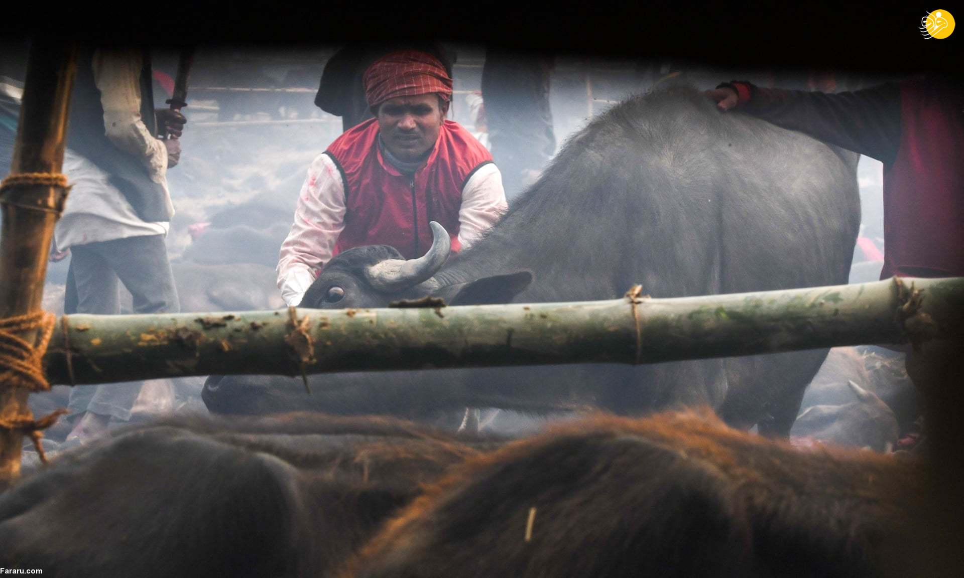 (تصاویر) (تصاویر)