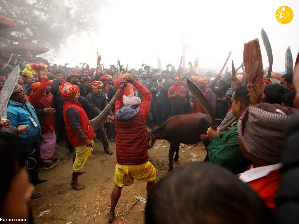 (تصاویر) (تصاویر)