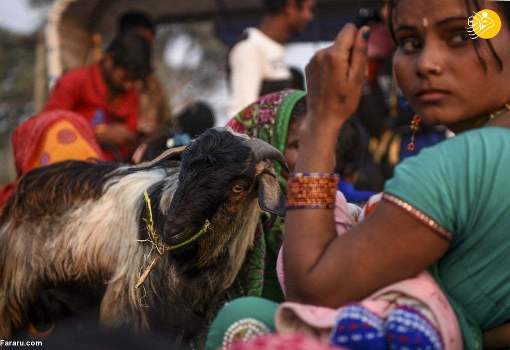 (تصاویر) (تصاویر)