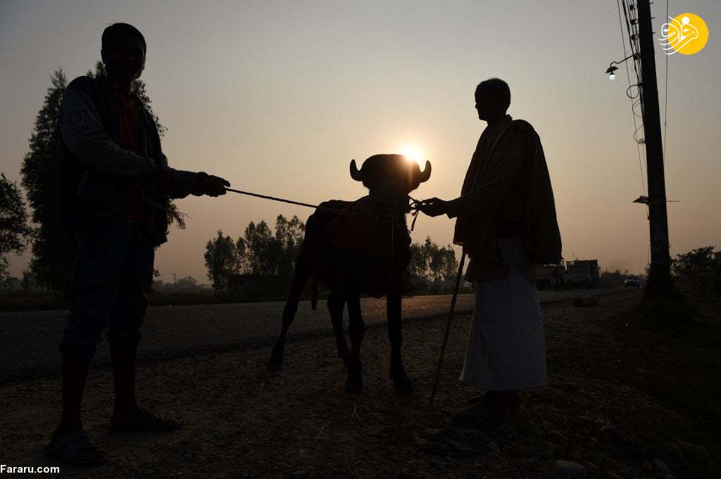 (تصاویر) (تصاویر)