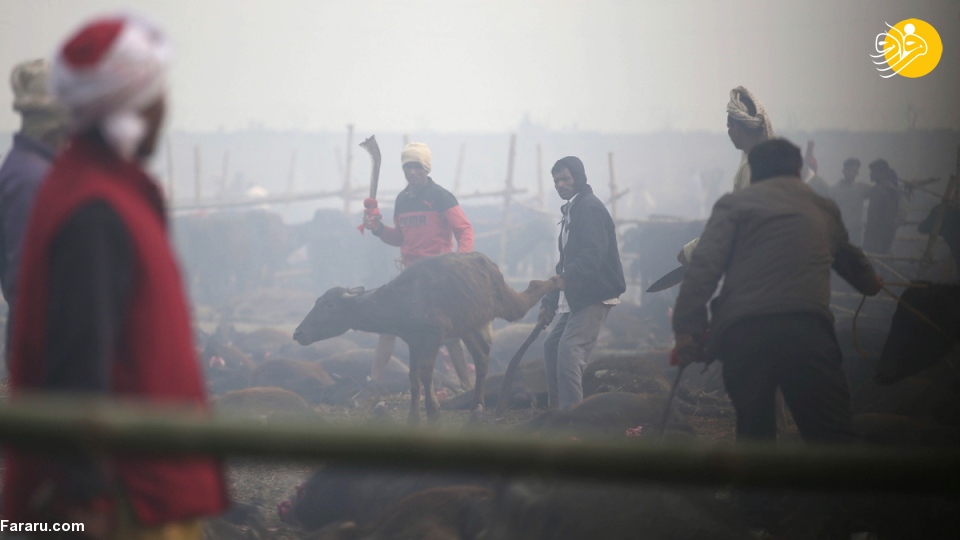 (تصاویر) (تصاویر)