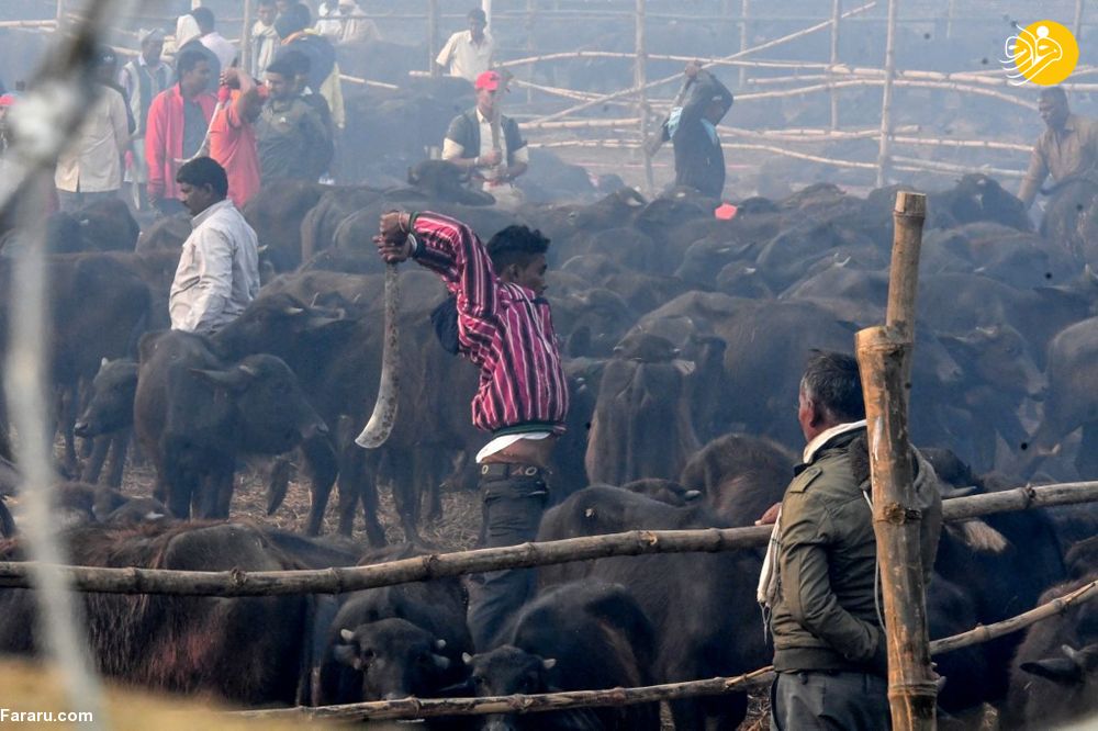 (تصاویر) آغاز بزرگترین مراسم سنتی کشتار بوفالو در نپال (تصاویر) آغاز بزرگترین مراسم سنتی کشتار بوفالو در نپال