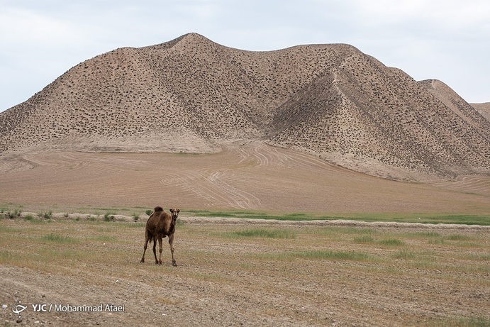 تصاویر| خشکسالی بی سابقه در ترکمن صحرا