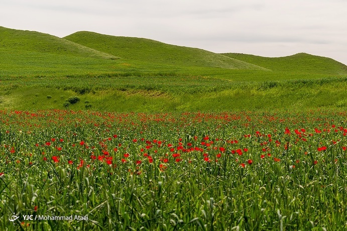 تصاویر| خشکسالی بی سابقه در ترکمن صحرا