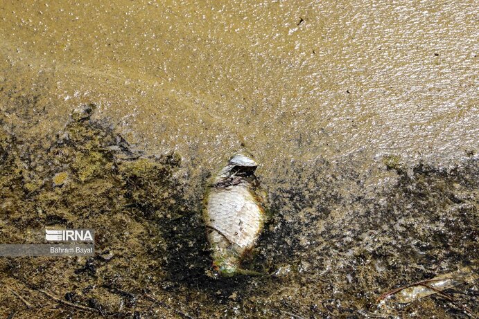 تصاویر| مرگ ماهی‌های سد گلابر