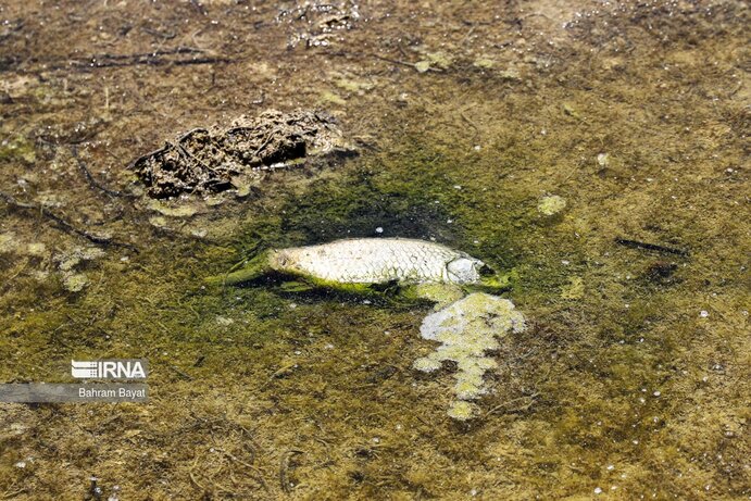 تصاویر| مرگ ماهی‌های سد گلابر