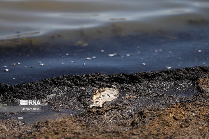 تصاویر| مرگ ماهی‌های سد گلابر
