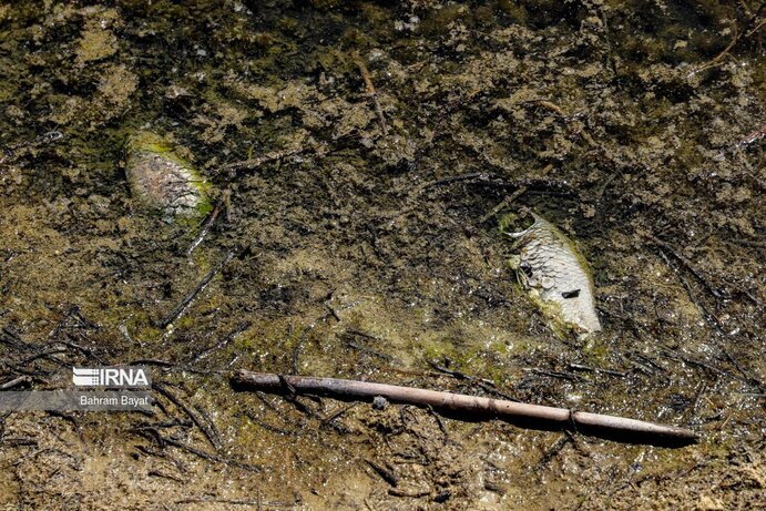 تصاویر| مرگ ماهی‌های سد گلابر