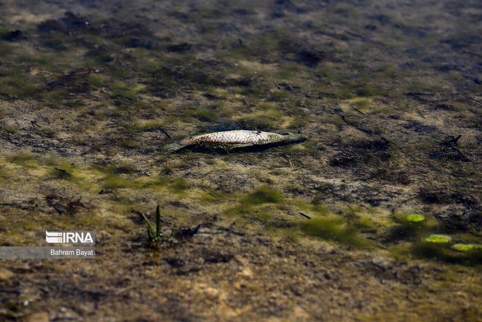 تصاویر| مرگ ماهی‌های سد گلابر