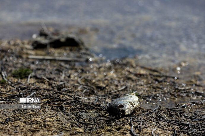 تصاویر| مرگ ماهی‌های سد گلابر