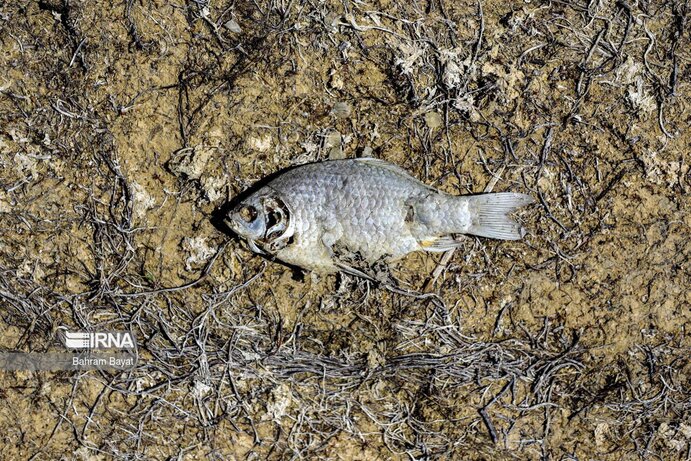 تصاویر| مرگ ماهی‌های سد گلابر