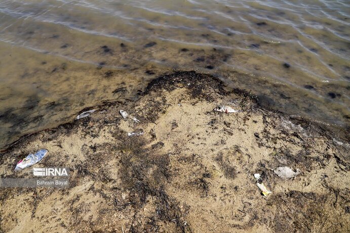 تصاویر| مرگ ماهی‌های سد گلابر