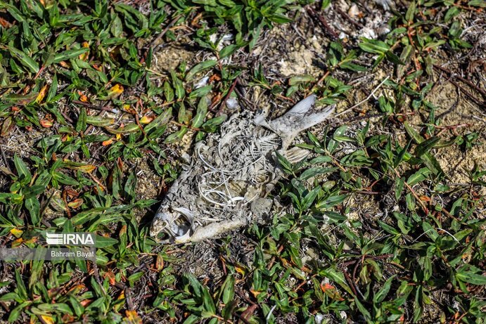 تصاویر| مرگ ماهی‌های سد گلابر