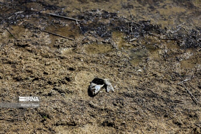 تصاویر| مرگ ماهی‌های سد گلابر