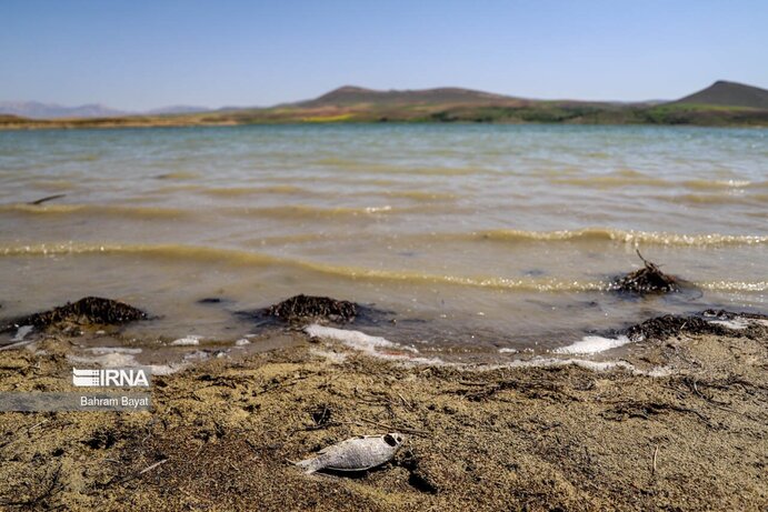 تصاویر| مرگ ماهی‌های سد گلابر