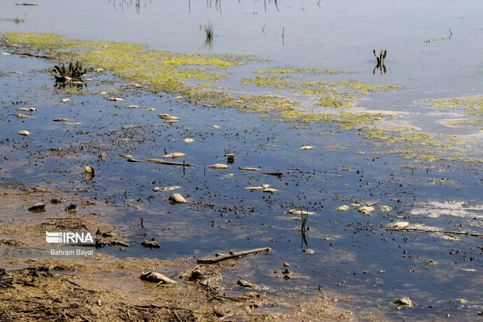 تصاویر| مرگ ماهی‌های سد گلابر